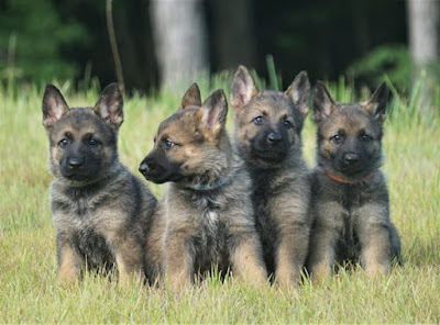 Working Line German Shepherd Puppies For Sale Near Me