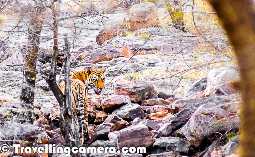 Meet the tiger at Ranthambore National Park, Rajasthan, India
