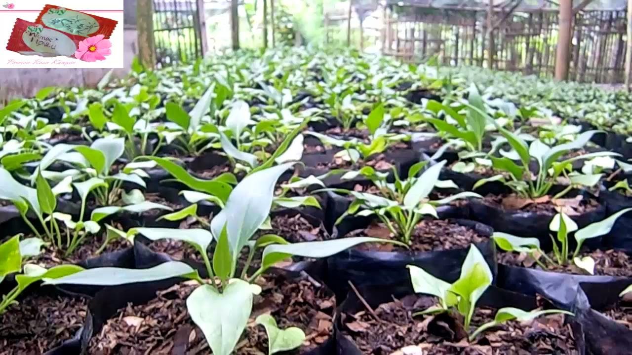  Video Pembibitan Tanaman Hias Anthurium