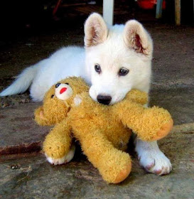 adorable dog pictures, puppy grabs stuffed bear with his mouth