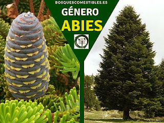 El género Abies, arboles perennifolios conocidos como Abetos