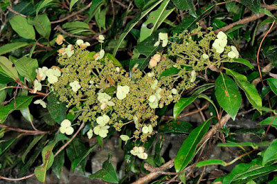 Hydrangea integrifolia care and culture