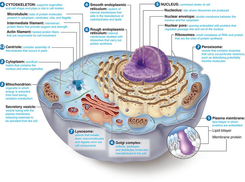 Yoga to your core: Cells, prana and apana