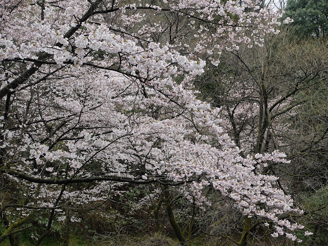 緑水湖　ソメイヨシノ桜