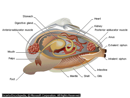 SOAL HEWAN INVERTEBRATA