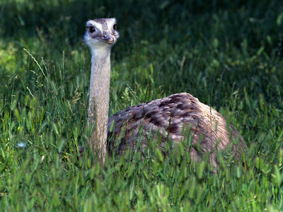 Baby Ostrich Normal Desktop Backgrounds,Stills,Wallpapers