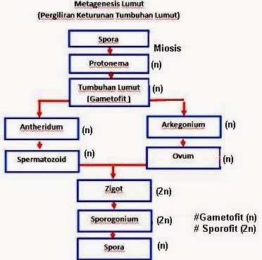 Tumbuhan Lumut Bryophyta Artikel Lengkap Artikelsiana