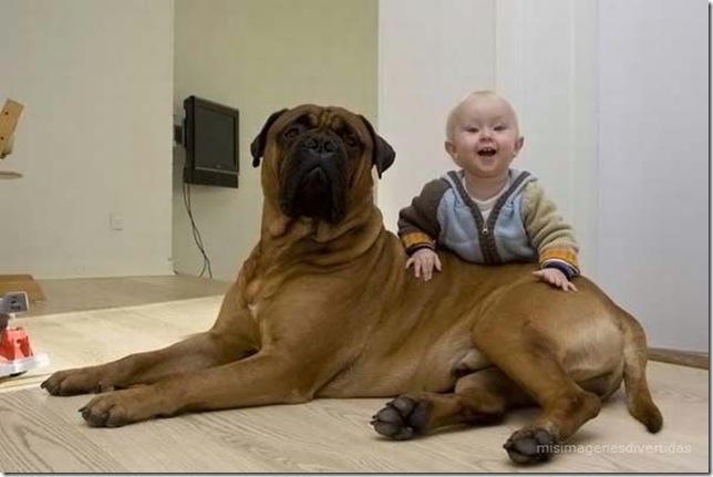 1 - niños con perros misimagenesdivertidas  (17)