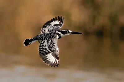 Pied Kingfisher in flight in the Table Bay Nature Reserve