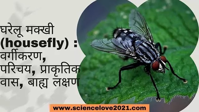 घरेलू मक्खी (housefly) : वर्गीकरण, परिचय, प्राकृतिक वास, बाह्य लक्षण|hindi