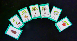 life cycle third grade