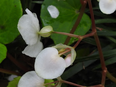 蘭嶼秋海棠的雌花