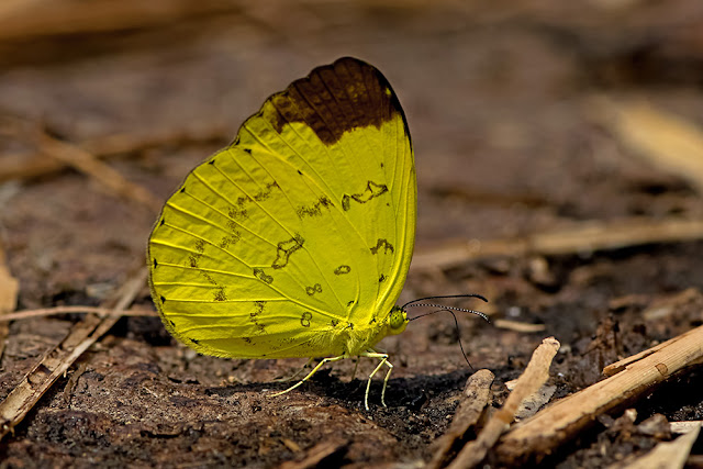 Eurema simulatrix the Hill Grass Yellow butterfly
