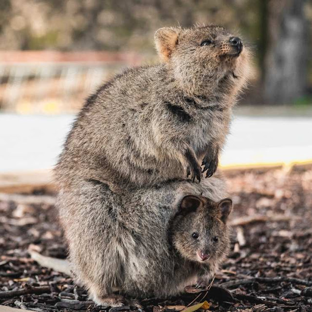 Quokka