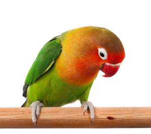  Burung Lovebird Holland Ciri Ciri Harga dan Gambarnya 