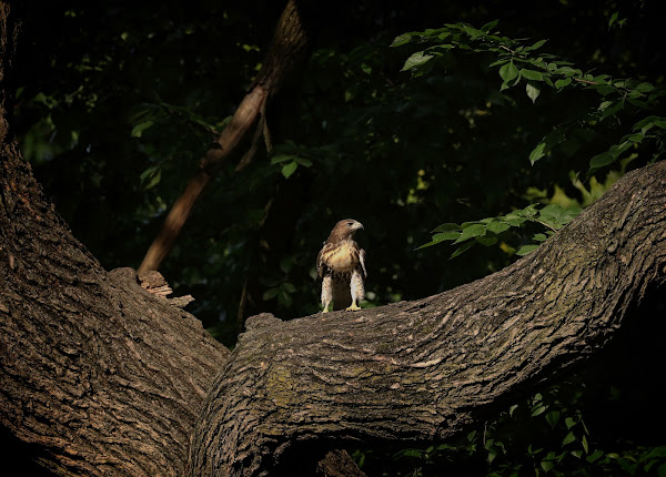 Tompkins Square red-tailed hawk fledgling