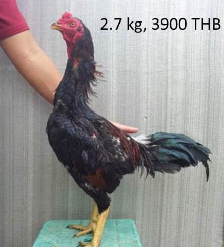 Ayam Bangkok Di Thailand Jenis Ayam Birma Ayam Aduan Bangkok | Foto