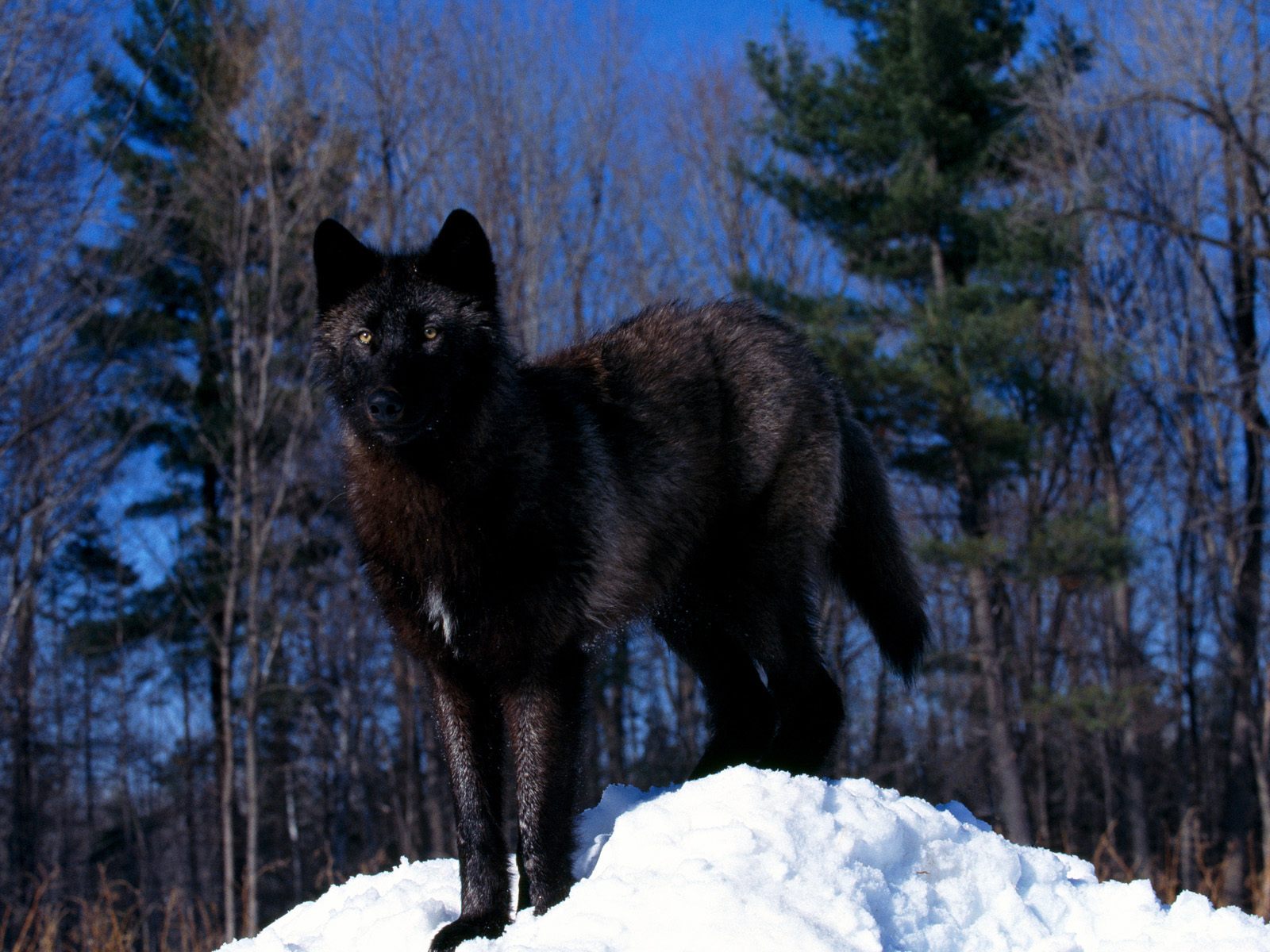 Black Wolf Wallpapers