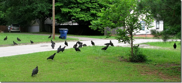 Turkey Buzzard Two