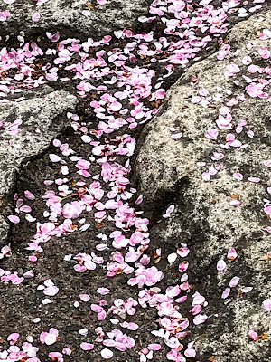 【日帰り吉方位旅行】金運アップの金櫻神社と鬱金の桜