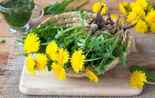 Taraxacum is a genus of blooming plants in the daisy group, often known as dandelions.