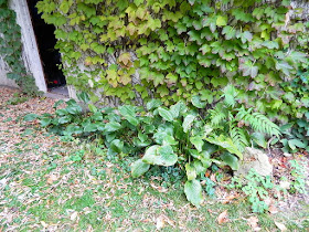 Yonge and Lawrence Backyard Toronto Fall Cleanup after by Paul Jung Gardening Services--a Toronto Gardening Company