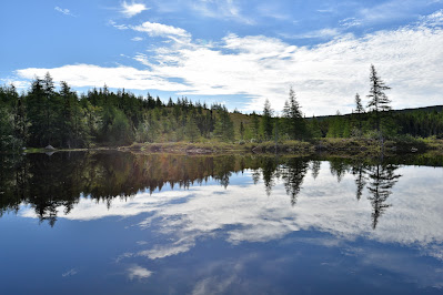 Boreal Forest Newfoundland.