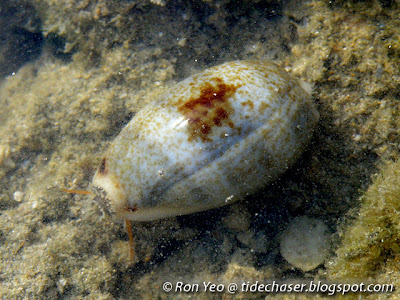 Wandering Cowrie (Erronea errones)