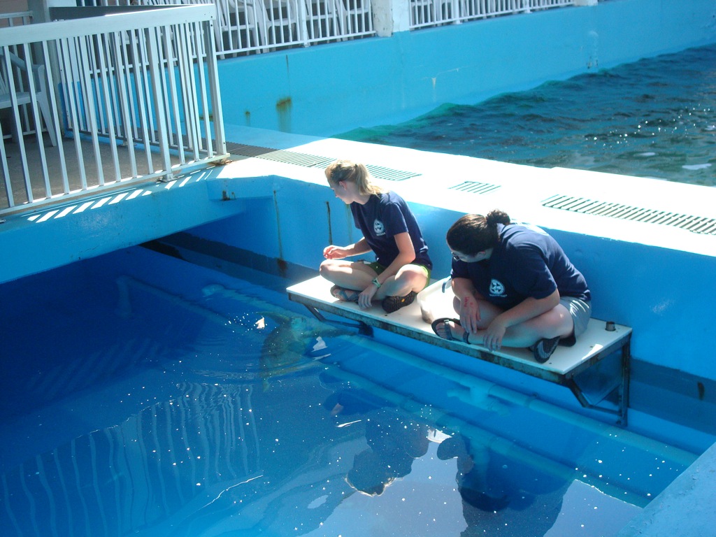 Clearwater Marine Aquarium Internship: May 2010 - DSC06953