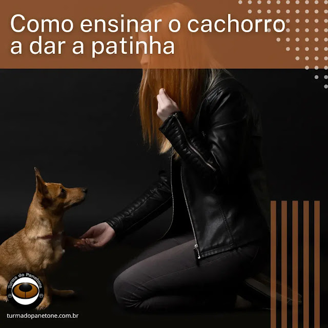 Como ensinar o cachorro a dar a patinha