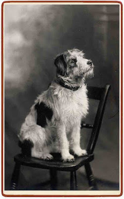A vintage puppy photo