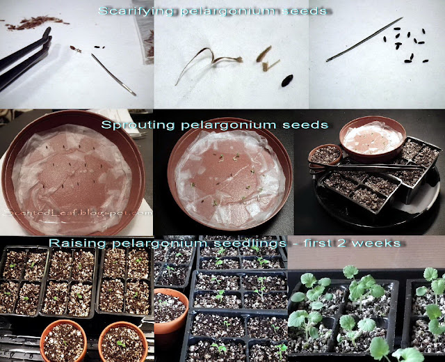 Raising Pelargonium from Seeds - Project Progression