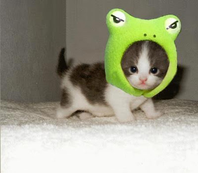 Cute Kitten in a Tiny Frog Costume!