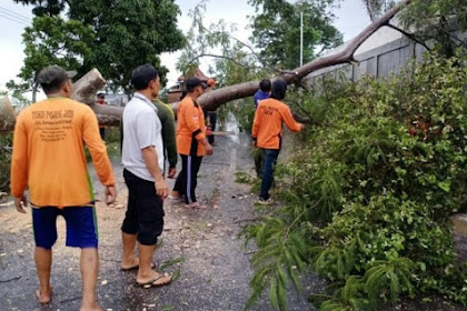 Empat Pohon dan Satu Tiang Listrik Ambruk di Pacet Mojokerto