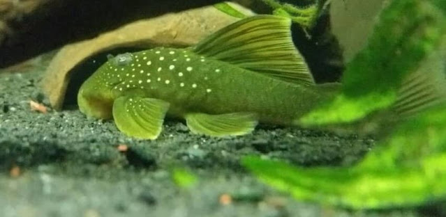 Sapu-Sapu Green phantom pleco