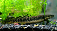 ikan naga