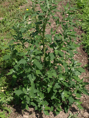 Fat hen (Chenopodium album) growing in the vegetable patch