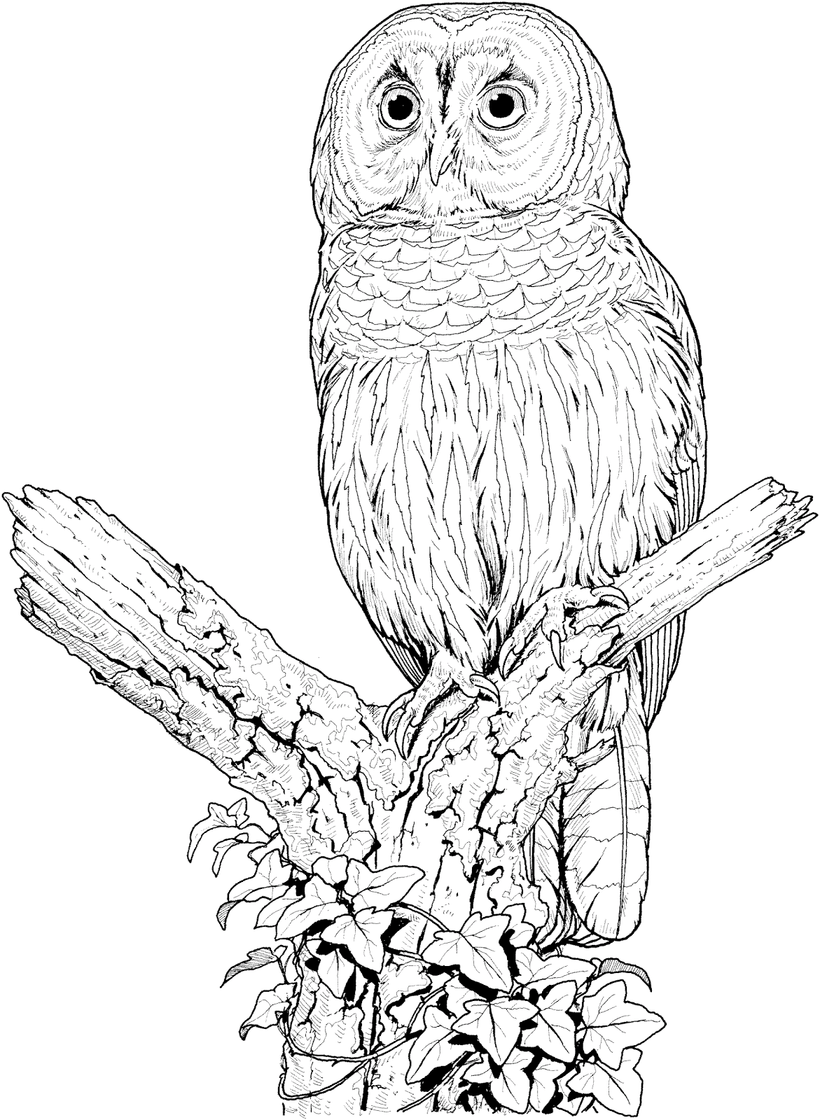 Coloring Pages Owl 2