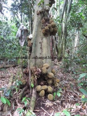  GAMBAR  PELIK GANJIL LUCU BUAH DURIAN LEBAT DI PANGKAL 