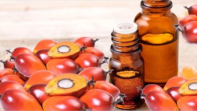 Palm Kernel Oil: The health benefits of this organic product are priceless