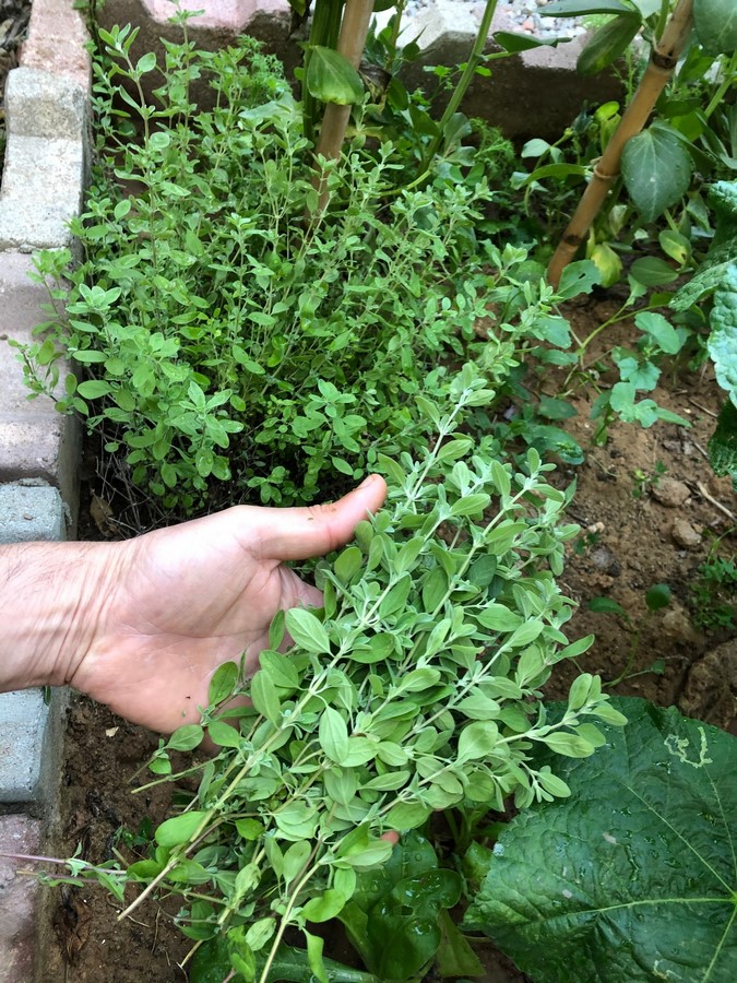 Harvesting oregano leaves properly is essential for encouraging continuous growth and maintaining the plant's health.