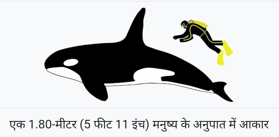 किलर व्हेल या ओर्का (Orcinus orca)