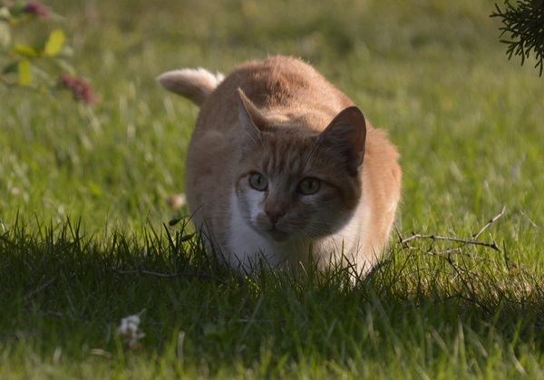 pus katt kattepus pusekatt