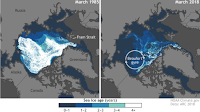 Sea ice age (Credit: NOAA) Click to Enlarge.