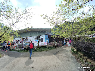 新北必訪景點：櫻花季節不間斷！探訪三峽大熊櫻花林的美麗櫻花步道