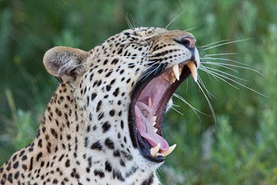 c4 images and safaris, chiefs island, isak pretorius, safari