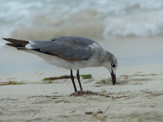 Leucophaeus atricilla - Mouette atricille