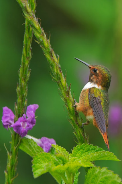 Hummingbird, Oh! I'm too little. How to climb on this plant branch?!