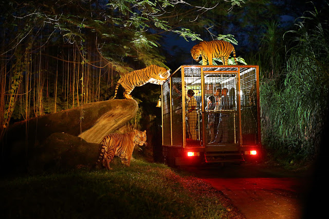 Night Safari Park Thrillophilia