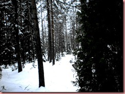 Metsä_edited_1